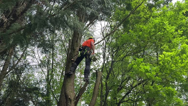 Best Lawn Dethatching  in Raymond, IL