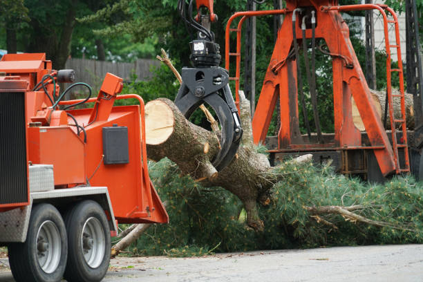 Best Root Management and Removal  in Raymond, IL