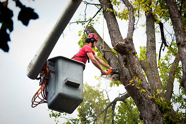 Raymond, IL Tree Services Company