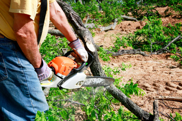 Best Tree Cabling and Bracing  in Raymond, IL